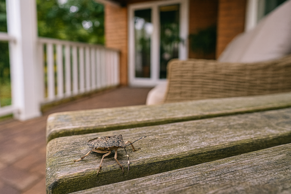 Клопы на лавочке