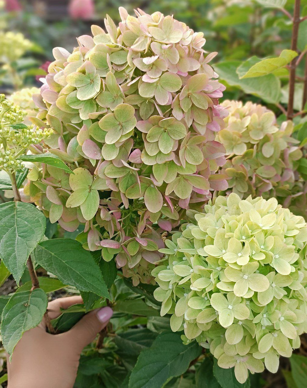 метельчатая гортензия  Little Lime