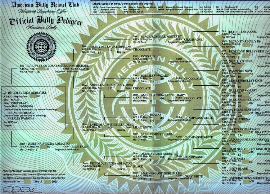 Родословная ABKC амбулли покет по кличке Буч