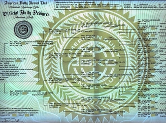 Родословная ABKC амбулли покет по кличке Буч