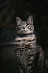 Кошка Луна
