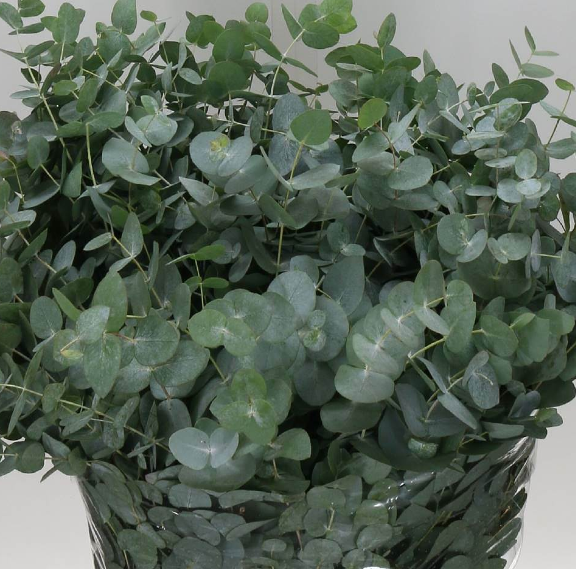 Моно-охапка тюльпанов эстетика и гармония