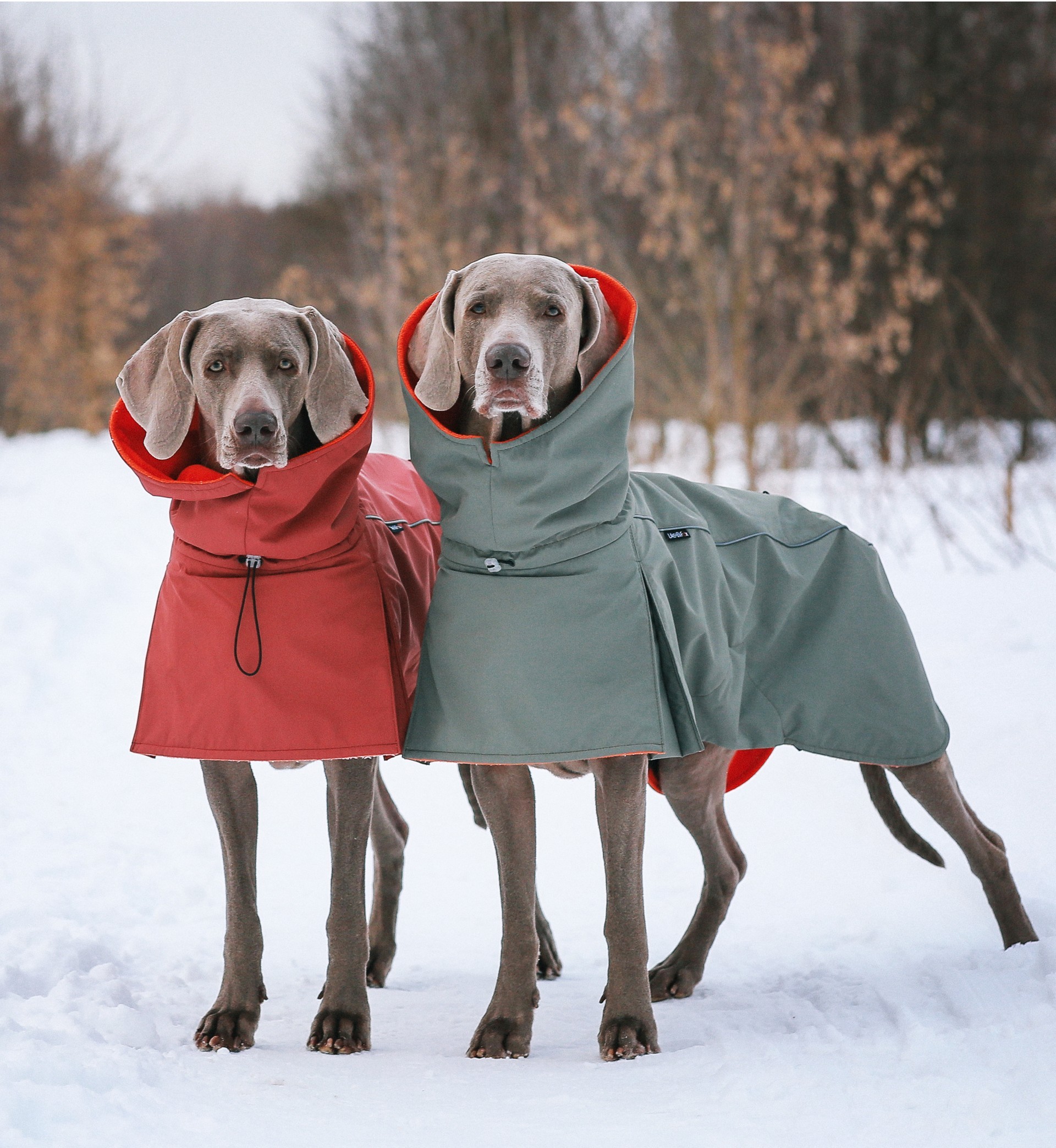 Weimaraner Clothes