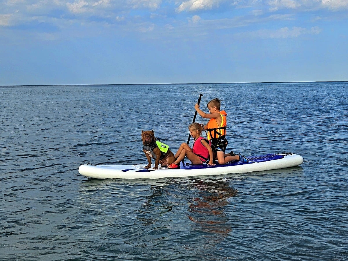 Американский булли на сапборде с детьми фото амбулли 9 месяцев