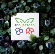 тюменский тюльпан