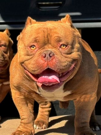 ABKC Отец - BULLY”S CLAN COSA NOSTRA DON MICHAEL 1