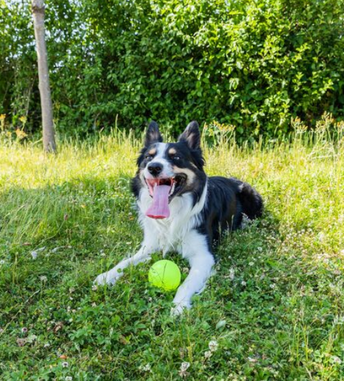 Фосфор и его ограничения в диете при ХПН