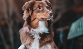 Фосфор в крови у собаки