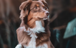 Фосфор в крови у собаки