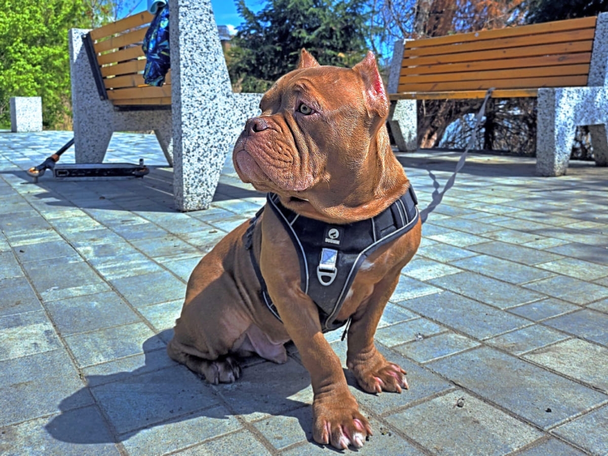 Американский булли сидит и смотрит в сторону фото амбулли 5 месяцев