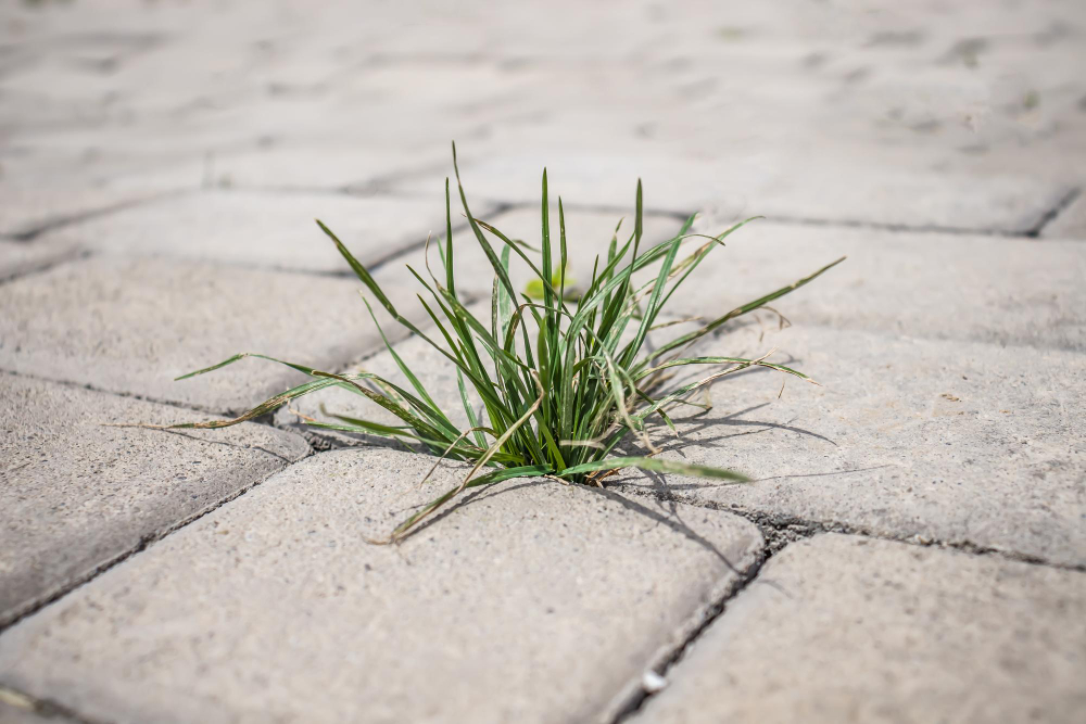Трава между тротуарной плиткой
