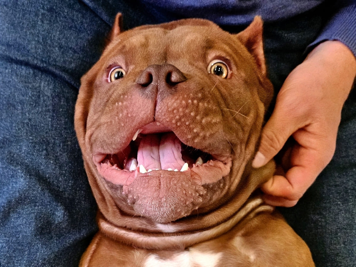 Американский булли улыбается фото амбулли 5 месяцев