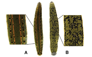 Hirudo medicinalis Linnaeus, 1758