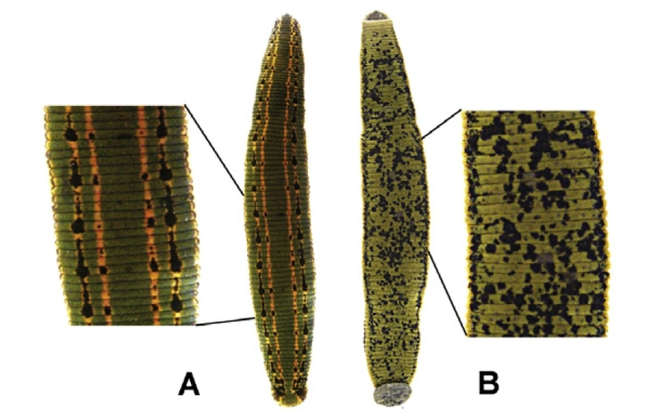 Hirudo medicinalis Linnaeus, 1758