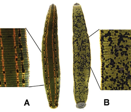 Hirudo medicinalis Linnaeus, 1758