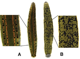 Hirudo medicinalis Linnaeus, 1758