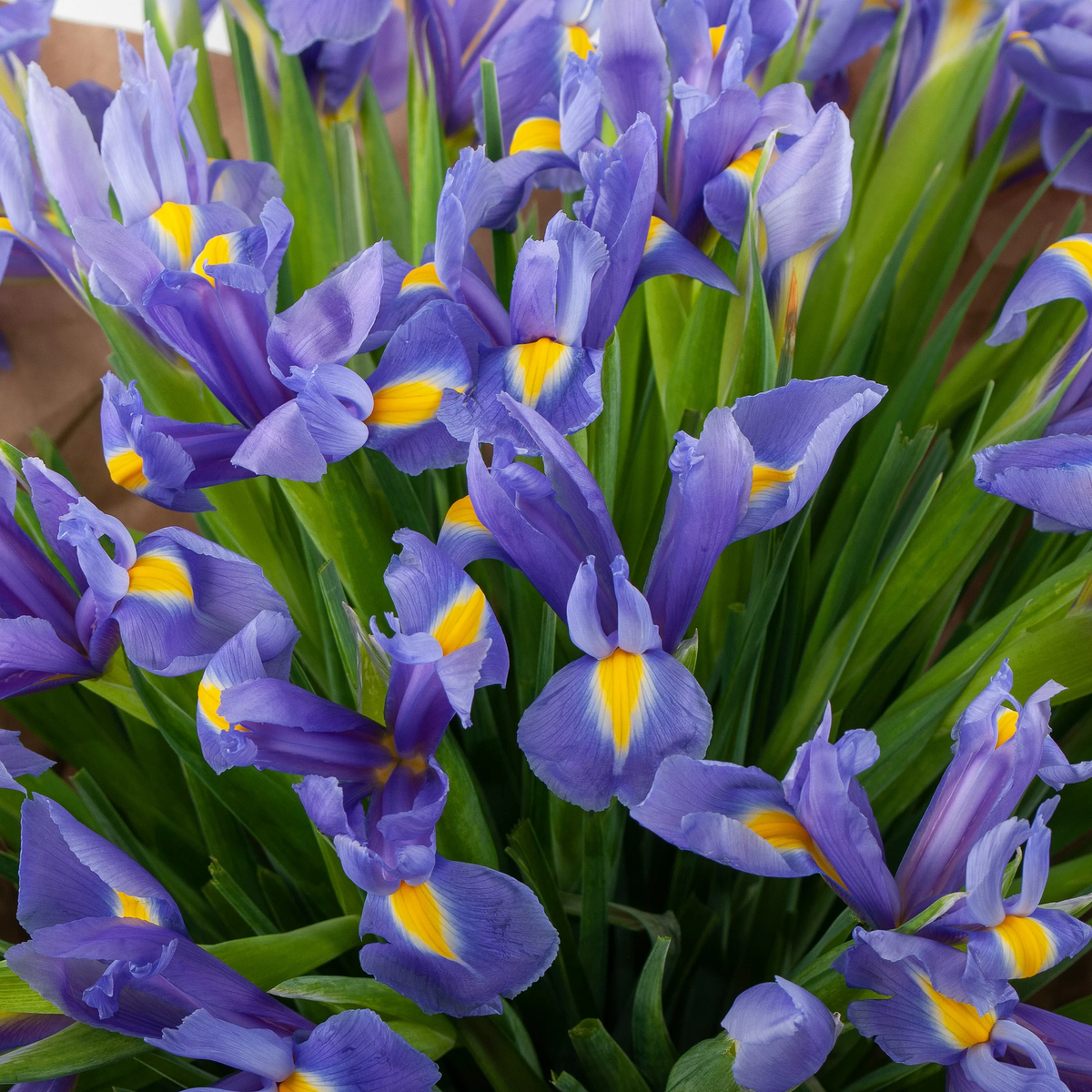 Студия цветов — специализация на моно-охапках