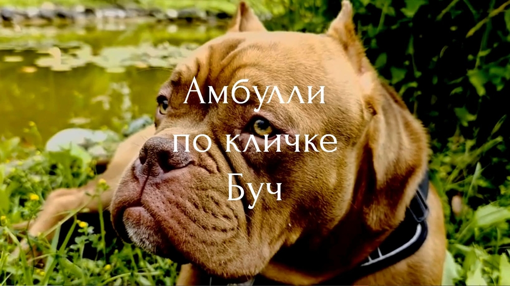 Сайт создан в веб-студии Amsel blau