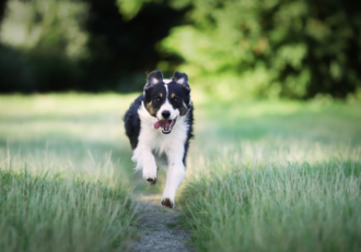 Выбор ветеринаров: Пронефра в комплексе с лечебным кормом при ХПН