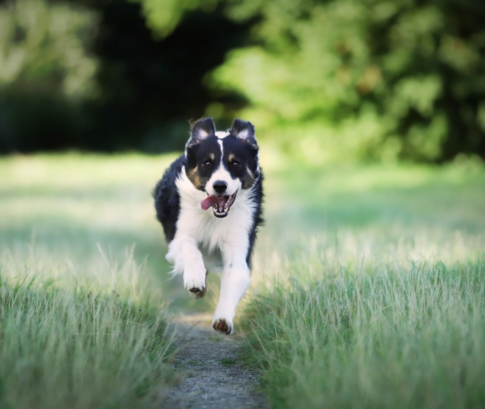 Выбор ветеринаров: Пронефра в комплексе с лечебным кормом при ХПН