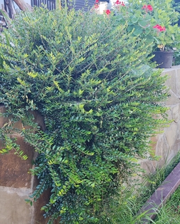 Иглочешуйник зонтичный