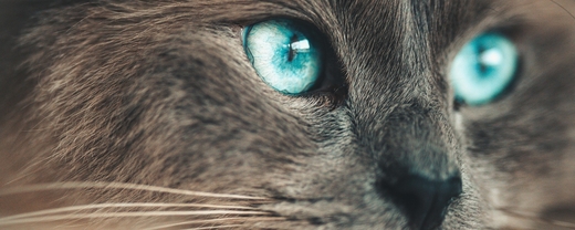 хитозан инструкция по применению