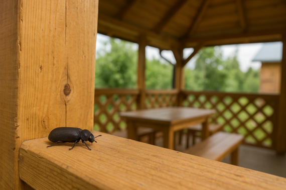 Жук на террасе