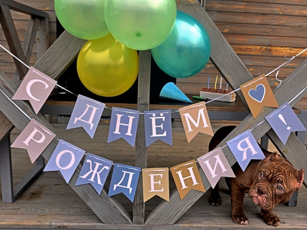 Фото щенка амбулли 4 месяца день рождения в кемпинге. Амбулли по кличке Буч.