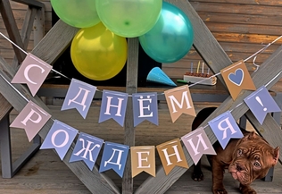 Фото щенка амбулли 4 месяца день рождения в кемпинге. Амбулли по кличке Буч.
