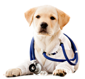 что такое хитозан