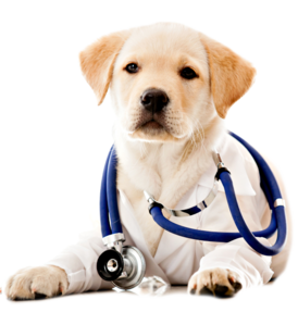 что такое хитозан