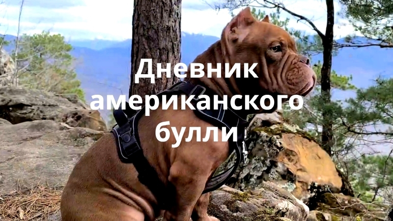 Сайт создан в веб-студии Amsel blau