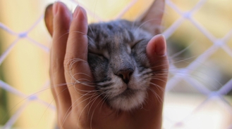 ХПН у питомцев: как Ипакитине облегчает симптомы