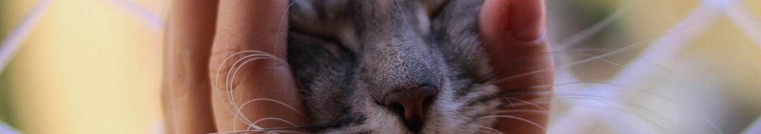 ХПН у питомцев: как Ипакитине облегчает симптомы