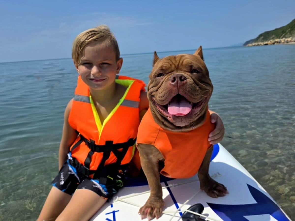 Американский булли на сапе с мальчиком фото амбулли 9 месяцев