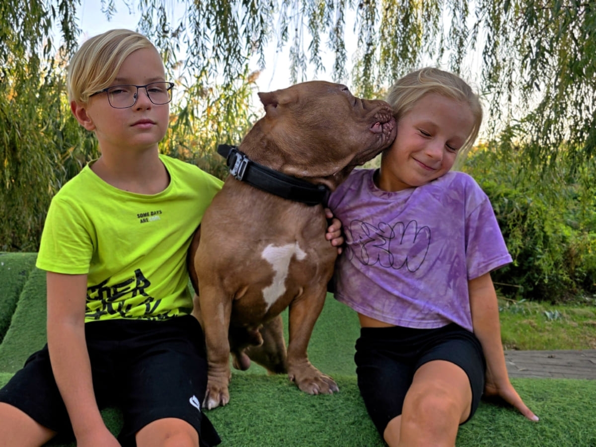 Американский булли целует девочку фото амбулли 9 месяцев