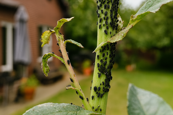 Тля на стебле растения