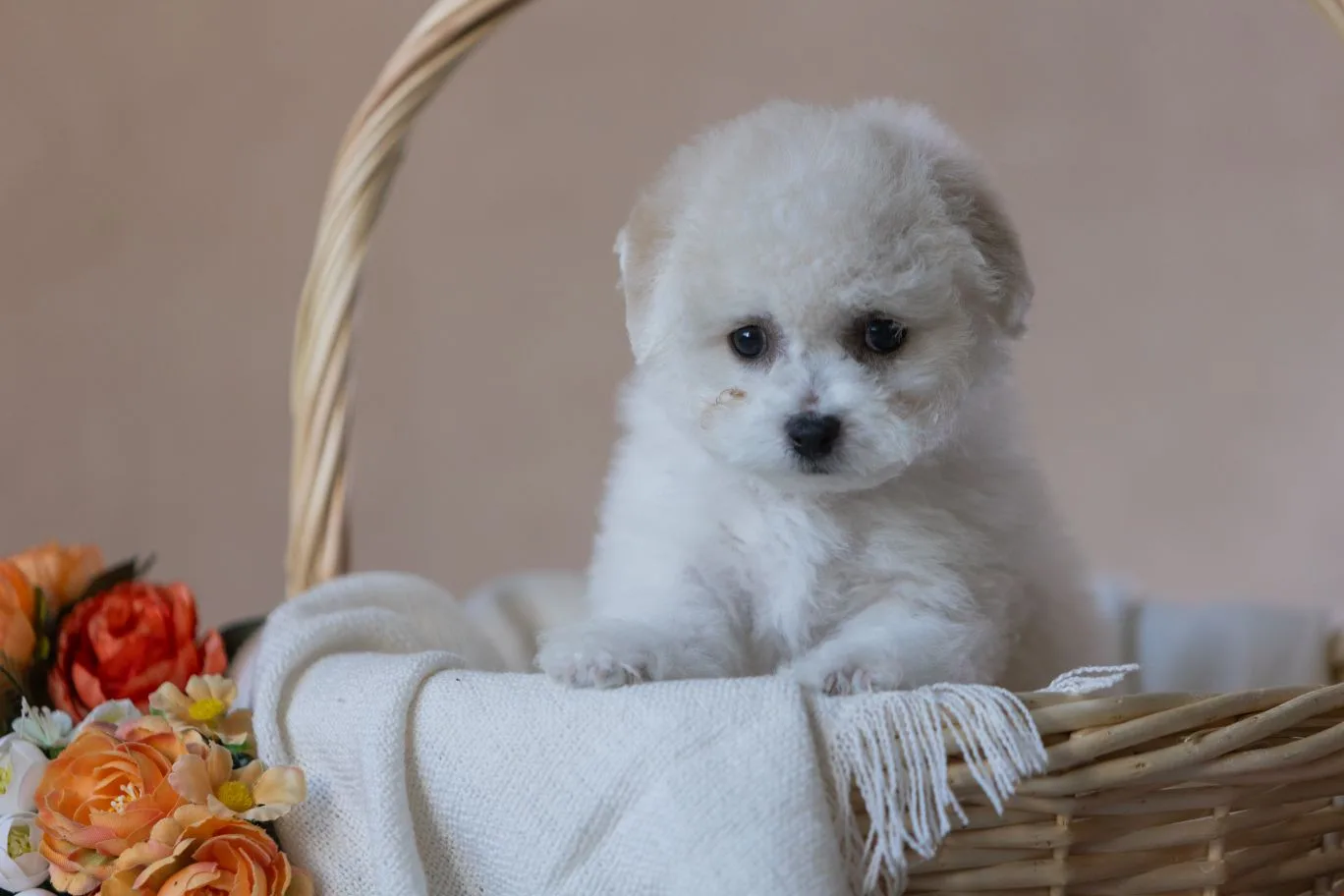 Casper