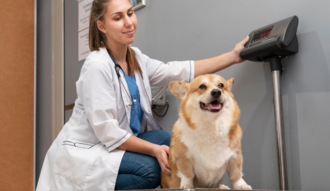 Профилактика заболеваний почек у собак