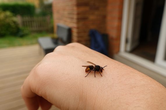 Шерщень на руке