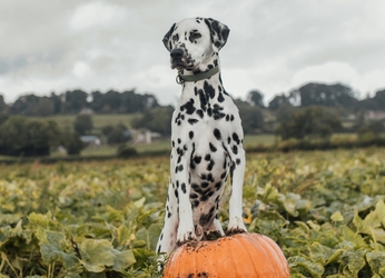 купить Ипакитин