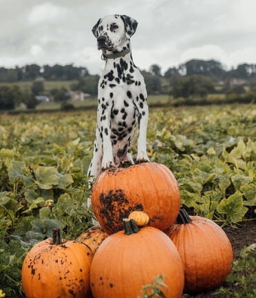 Веселый и здоровый котенок из группы риска