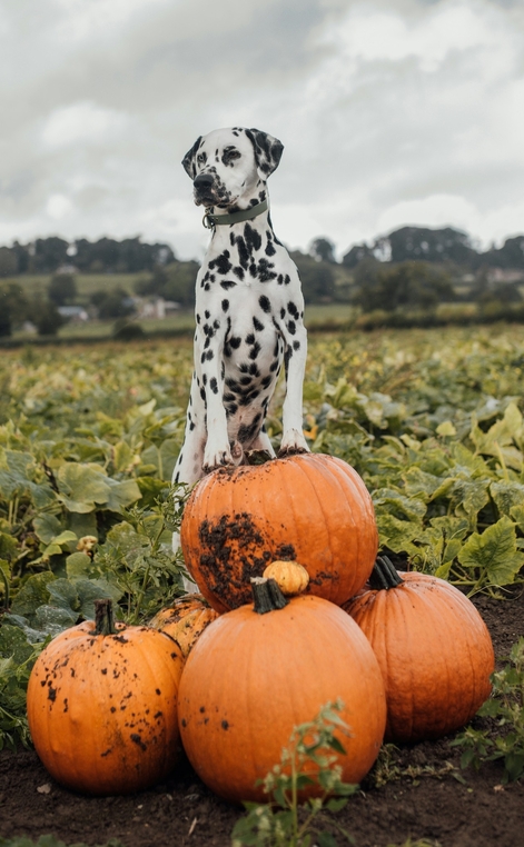 Веселый и здоровый котенок из группы риска