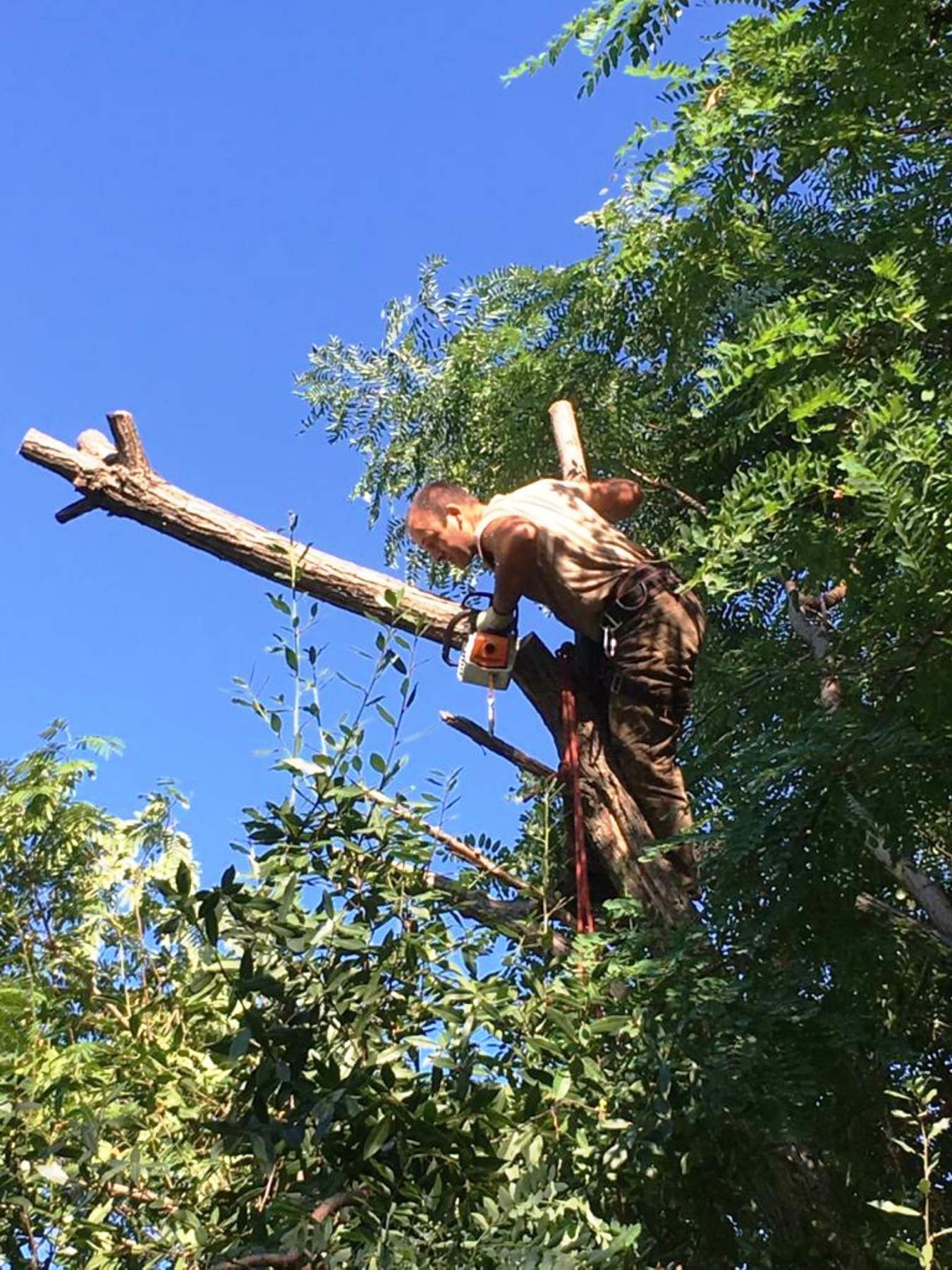 Спил деревьев Сочи