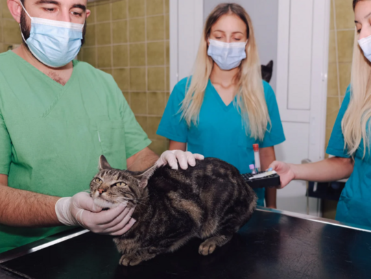 Дифференциальная диагностика 