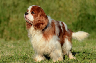 Причины почечной недостаточности