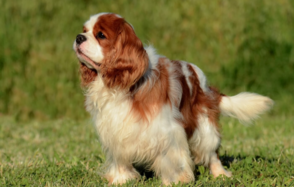 Как развивается ХПН у собак - основные стадии