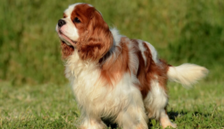 Как развивается ХПН у собак - основные стадии