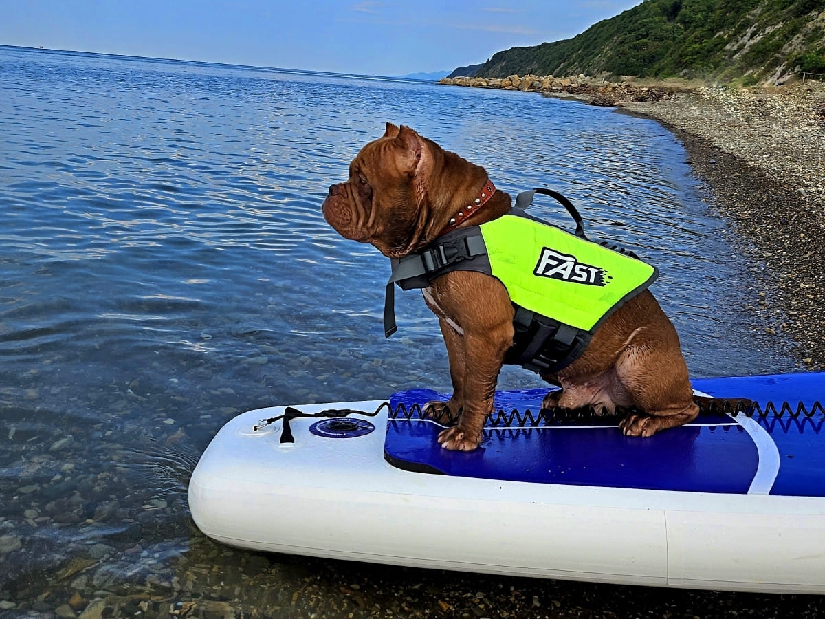 Американский булли на сапборде фото амбулли 9 месяцев