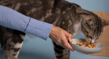 Принципы кормления домашних питомцев при ХПН